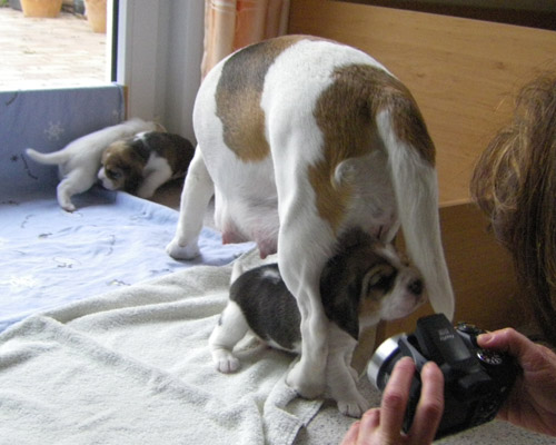 Beaglehündin mit Welpen